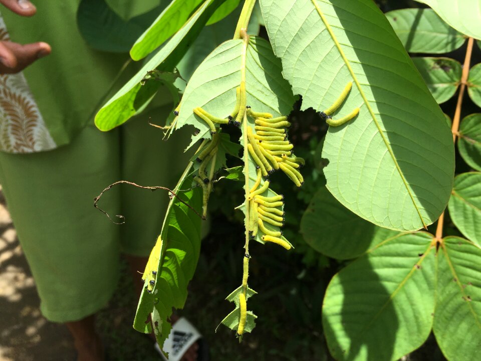 Pupa cycle biology