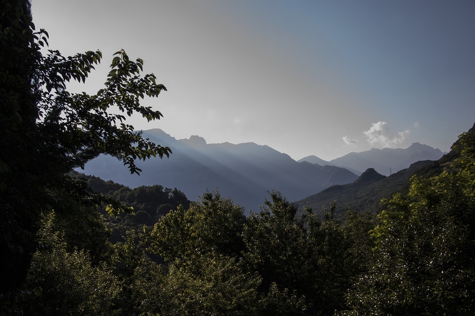 Plant foreground trees