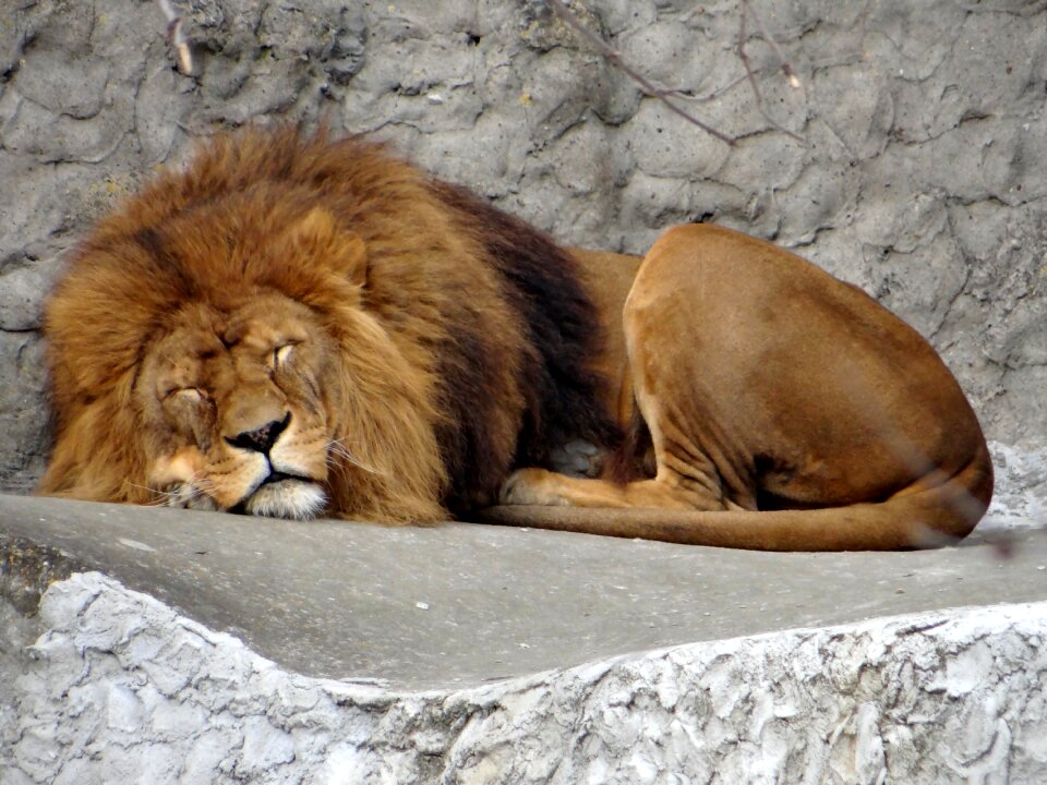 Wild animals wild mammal