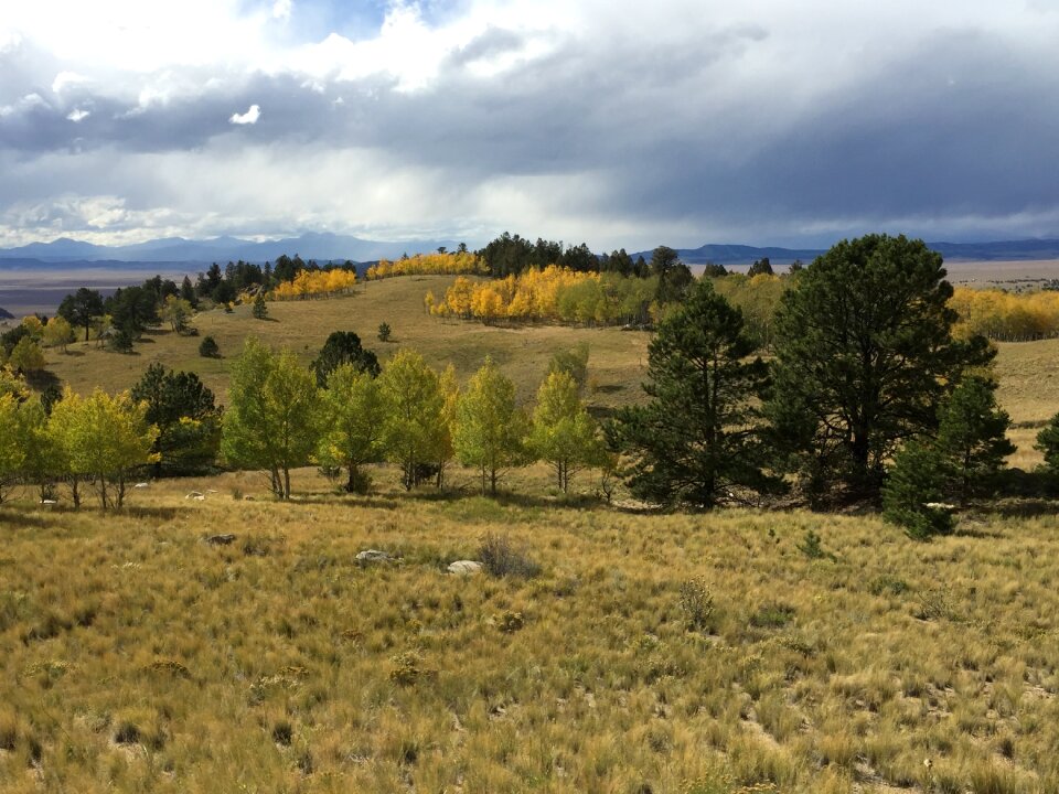 Trees mountain