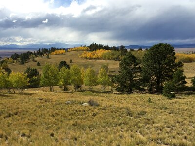 Trees mountain