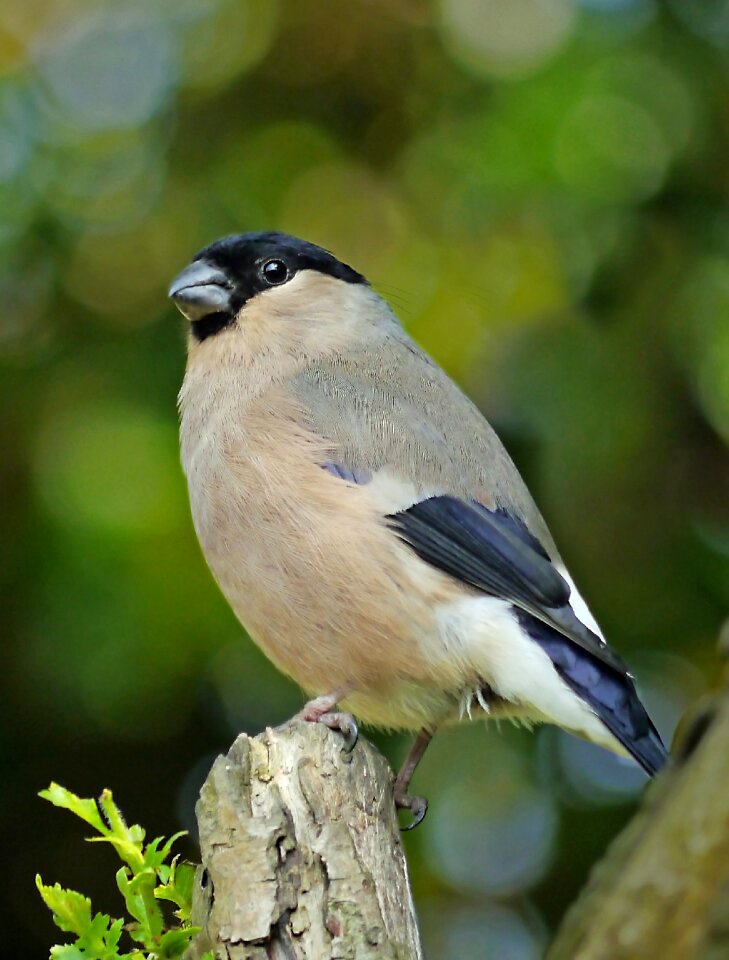 Avian songbird animal