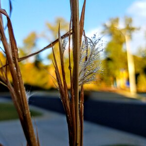 Dew water nature