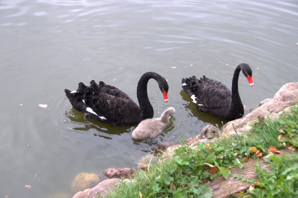 Nature feathered race family photo