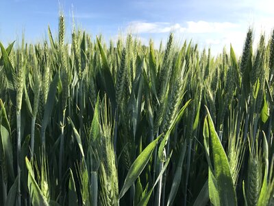 Nature farming green wheat photo