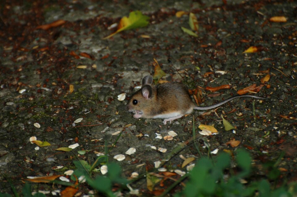 Rodent animal fur