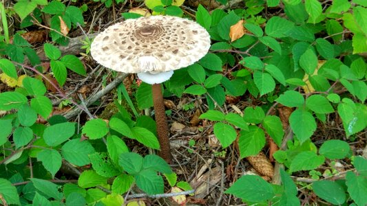 Mushrooms tourism turiec