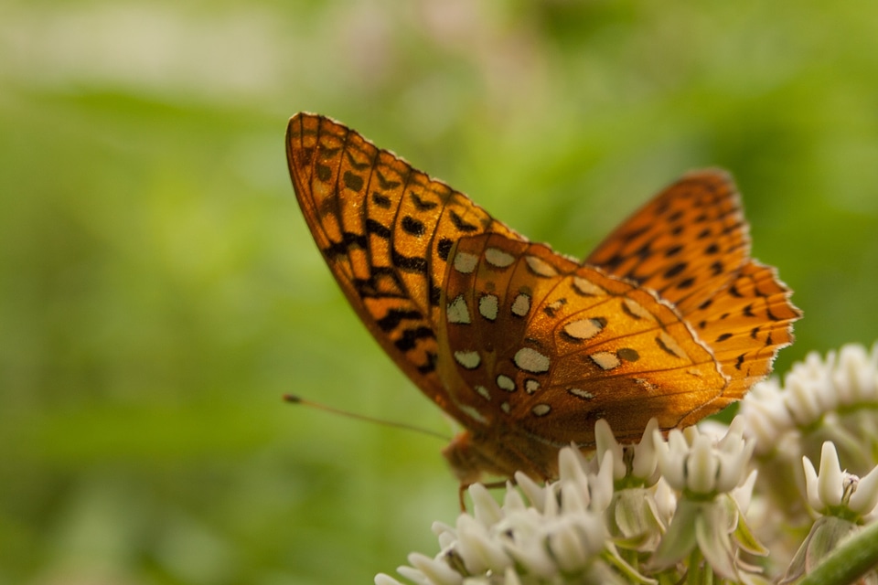 Nature summer colorful