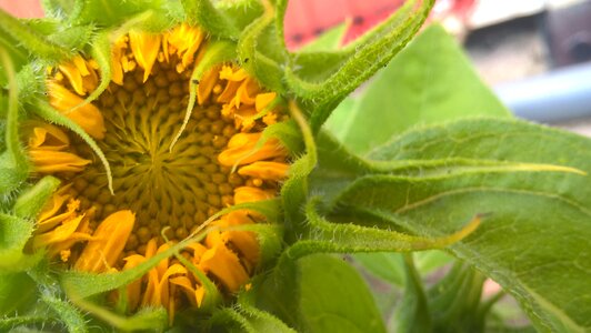 Bloom nature flowers