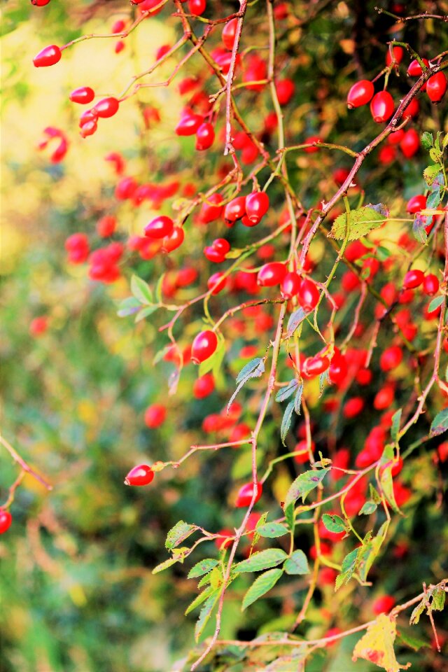 Red autumn fruits bush