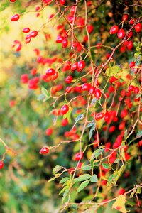 Red autumn fruits bush photo