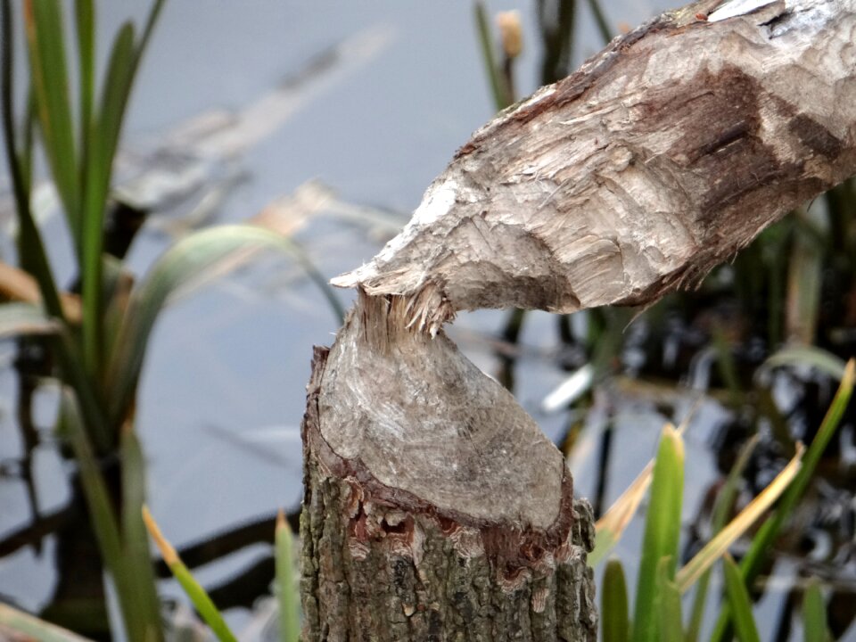 Beavers tama nature