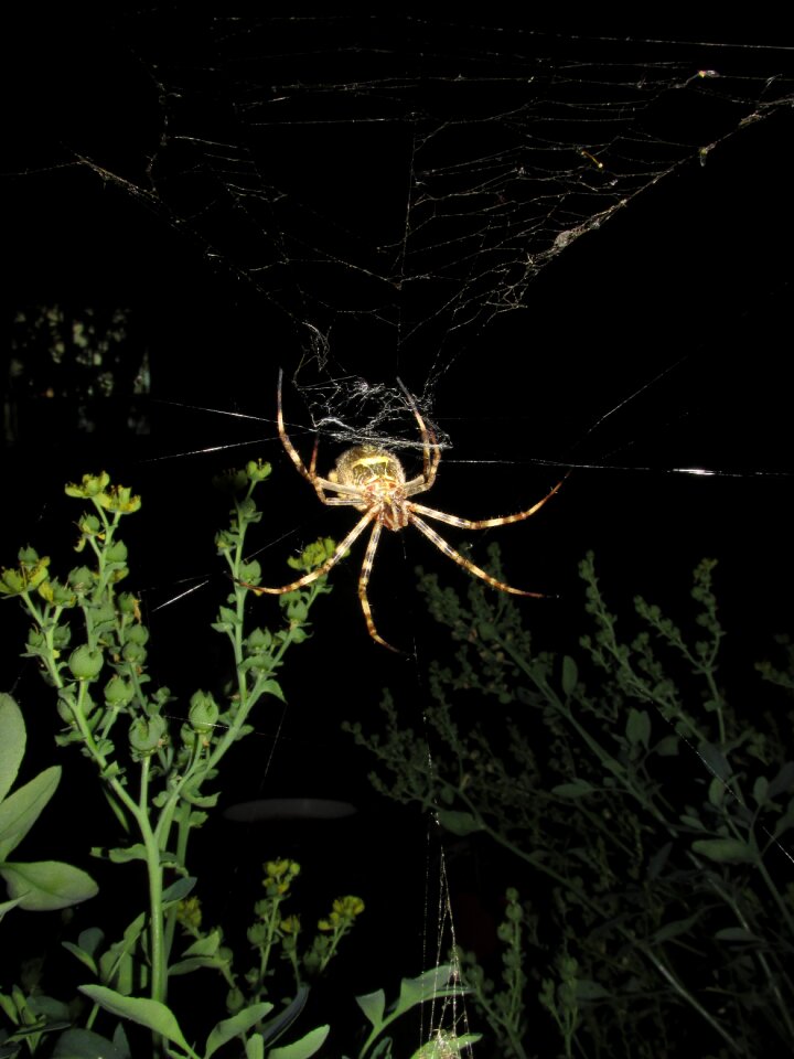 Spider argiope argentata night