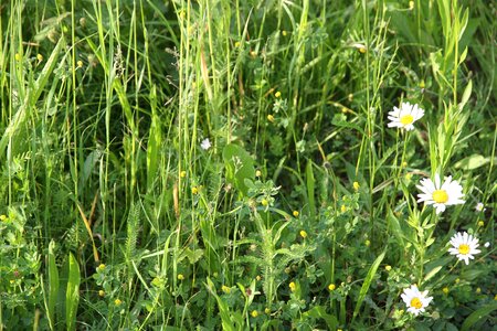 Summer meadow grasses photo