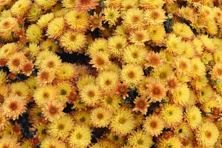 Fall autumn floral