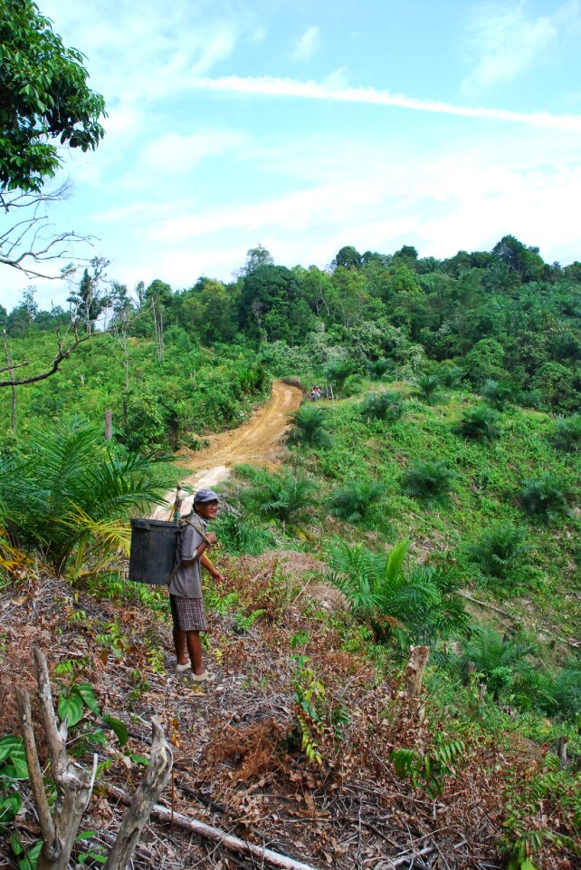 Borneo forest asia