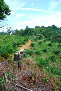 Borneo forest asia