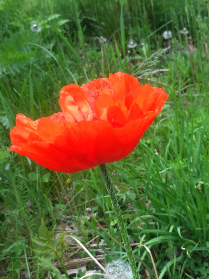 Field poppy spring