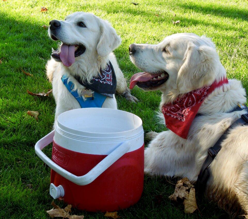 Happy golden retrievers