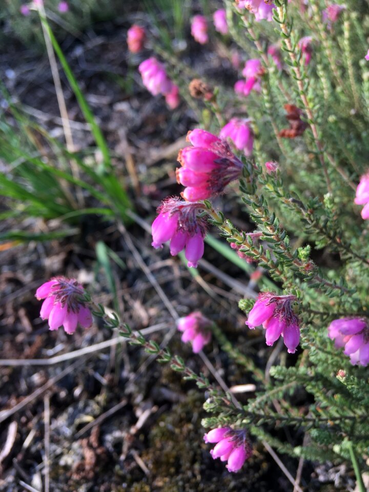 Plant heather erika