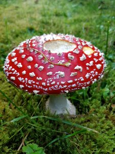Sponge red fly agaric