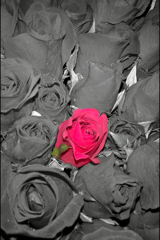 Red roses one difference