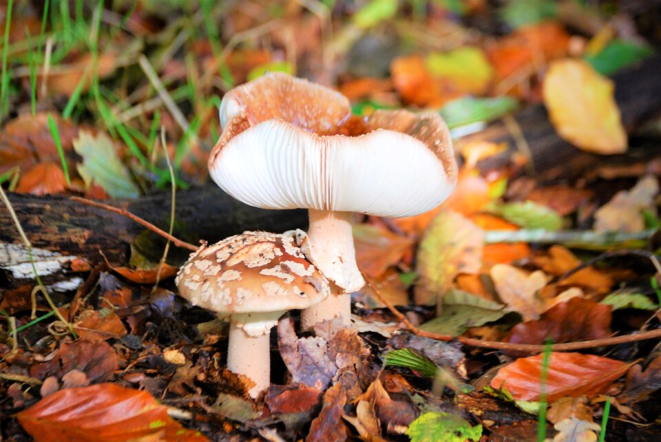 Autumn mushrooms forests