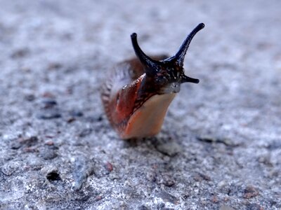 Crawl the creation of antennae