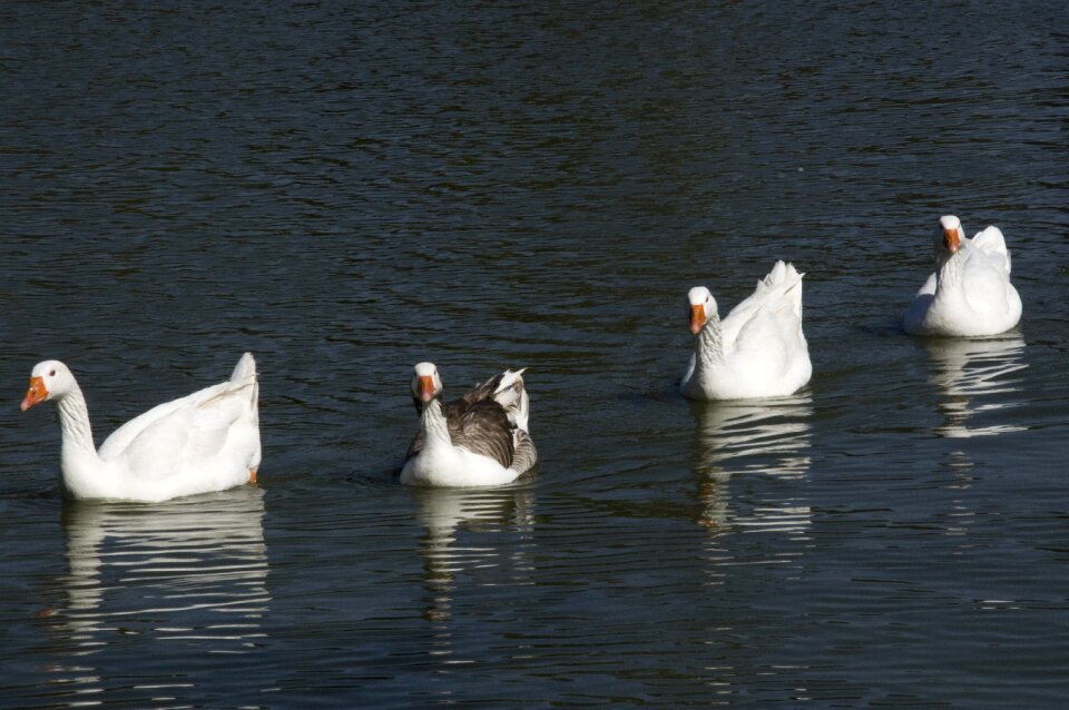 Ducks lake nature