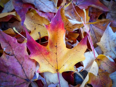 Leaves october