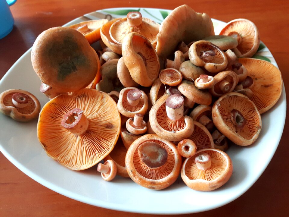 Edible tasty forest