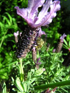 Lavender plant garden photo