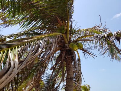 Coco holidays exotic