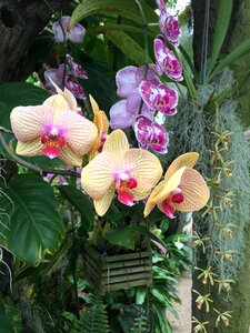 Blossom floral tropical