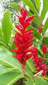 Nature heliconia exotic flower photo