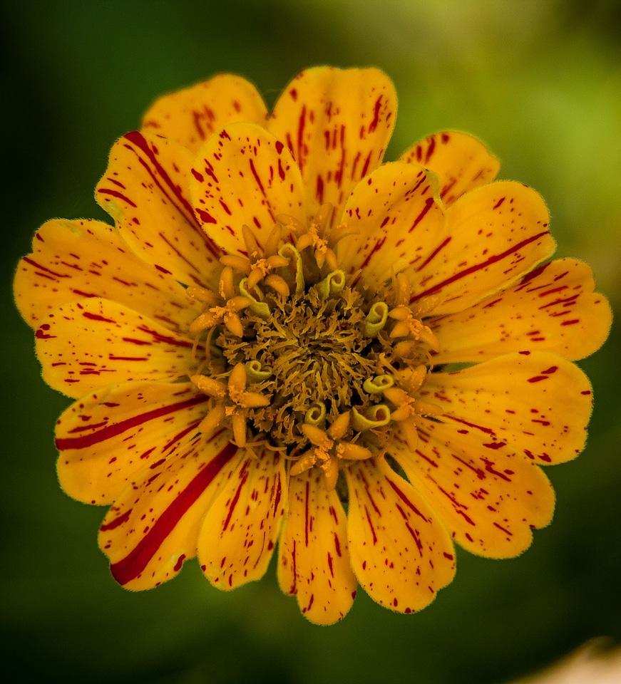 Heirloom zinnia flower