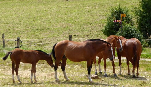 Foal pasture nature