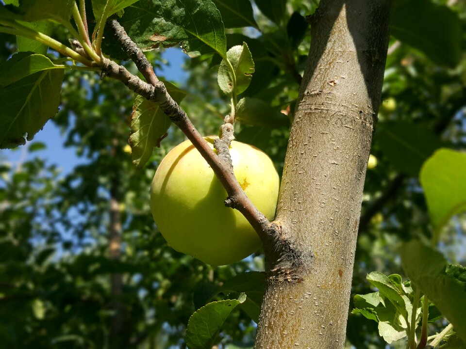 Nature fruit plant