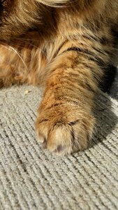 Cat paw domestic animal photo