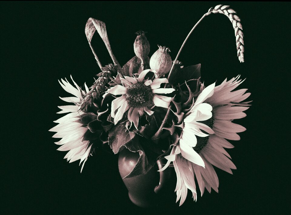 Flower of sunflower flowers nature