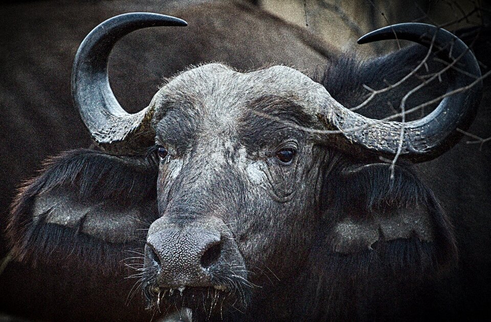 Head animal world nature