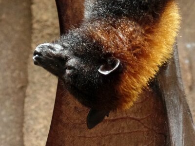 Bat nature bird