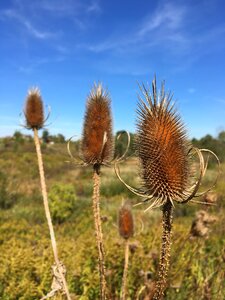 Thistle autumn prickly