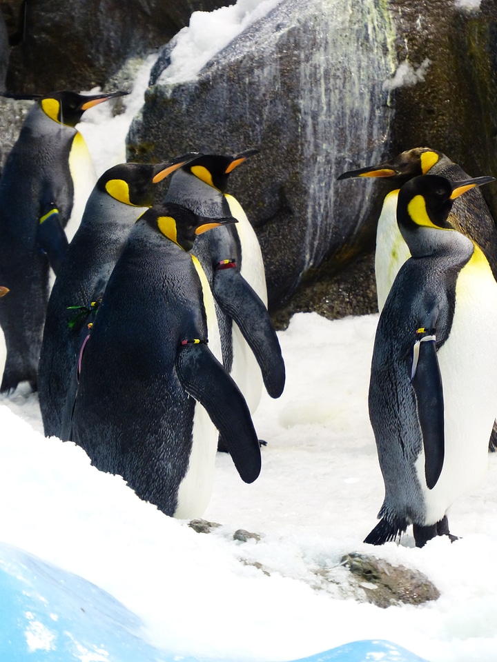 Spheniscidae big penguin aptenodytes