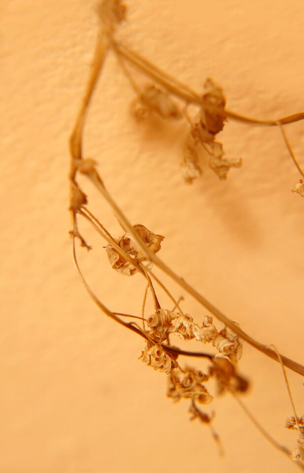 The dry tree dry leaves background