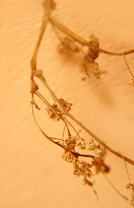The dry tree dry leaves background