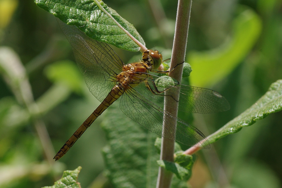 Close up macro insect