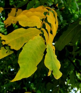 Leaves fall color emerge photo