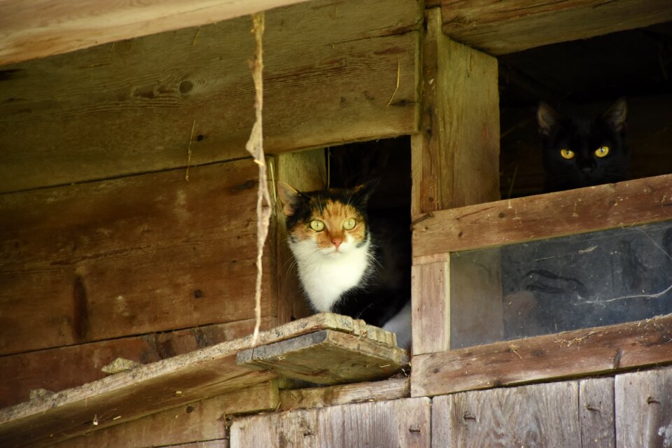 Cat farmhouse cobwebs