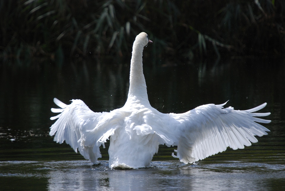 Lake water bird nature